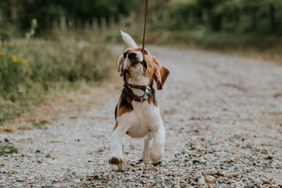 Dog biting pet leash on footpath