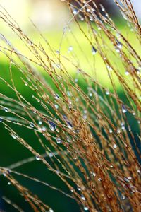 Close-up of leaf on grass