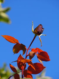 Red flower on plant against blue sky