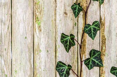 Close-up of ivy growing on wood