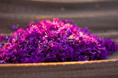 Close-up of purple flowering plants on table