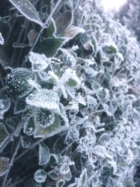 Close-up of snowflakes on snow