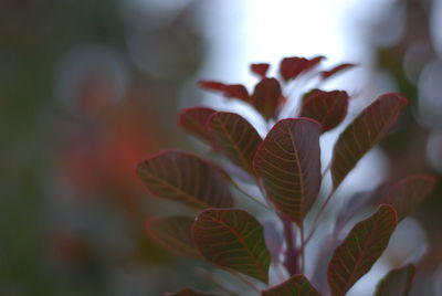 Close-up of flowering plant