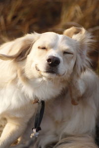 Close-up of dog looking away