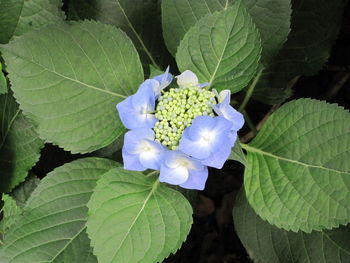 Close-up of flowers blooming outdoors