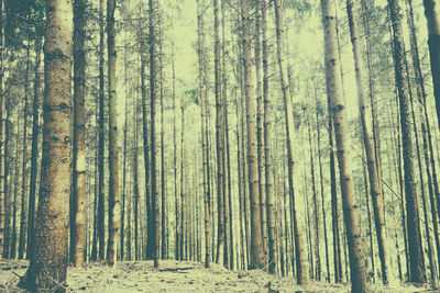 Pine trees in forest