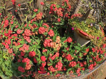 High angle view of flowers blooming outdoors