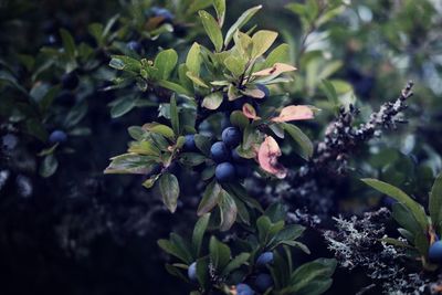 Close-up of berries growing on tree