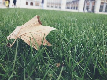 Close-up of green leaves on grassy field