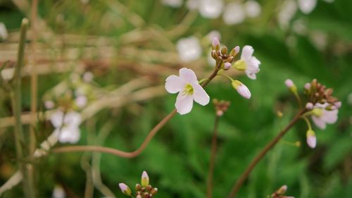 Close-up of white flowering plant