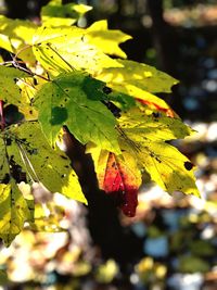 Close-up of autumn leaf in water