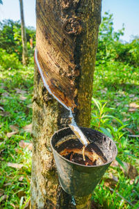 Close-up of tree