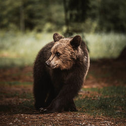 Bear looking away on land in forest