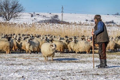 Full length of man with sheep standing on field against clear sky