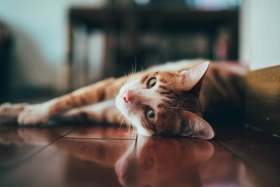 Portrait of cat lying on floor