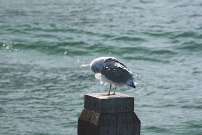 Seagull perching on wooden post