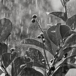 Leaves in water