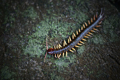 High angle view of insect on land