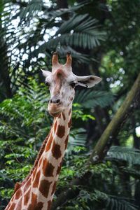 Close-up of an animal