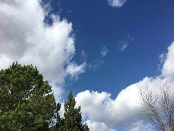 Low angle view of trees against sky