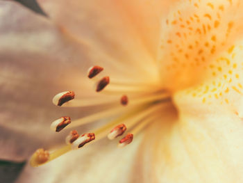 Macro shot of flower