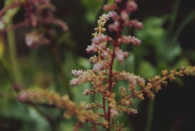 Close-up of pink flowers