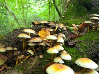 Mushrooms growing in forest