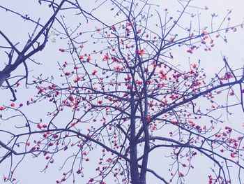 Low angle view of tree against clear sky