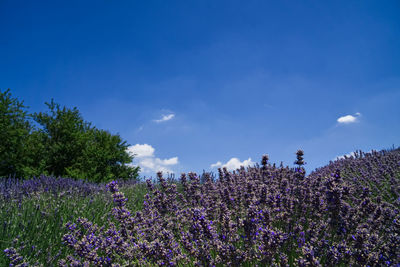Purple flowering plants on field against blue sky