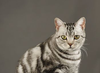 Close-up portrait of cat against gray background