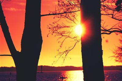 Silhouette of trees at sunset