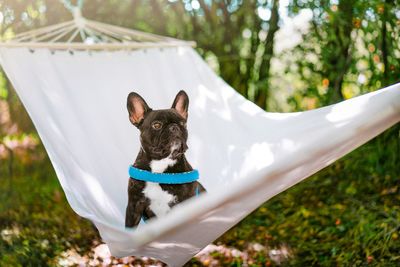 Portrait of a french bulldog dogcin hammock in summer forest