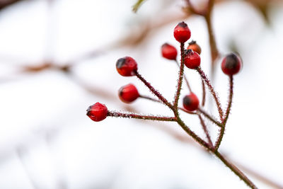 Close-up of red berries growing on branch