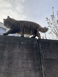 Side view of a cat