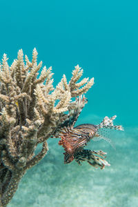 Lionfish in somabay