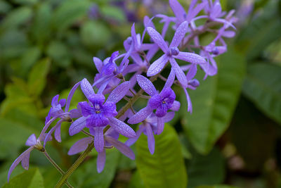 Close-up of purple flowering plant