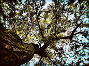 Low angle view of trees against sky