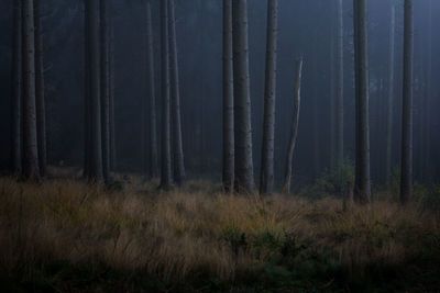 View of trees in forest