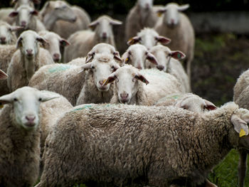 Close-up of sheep on farm