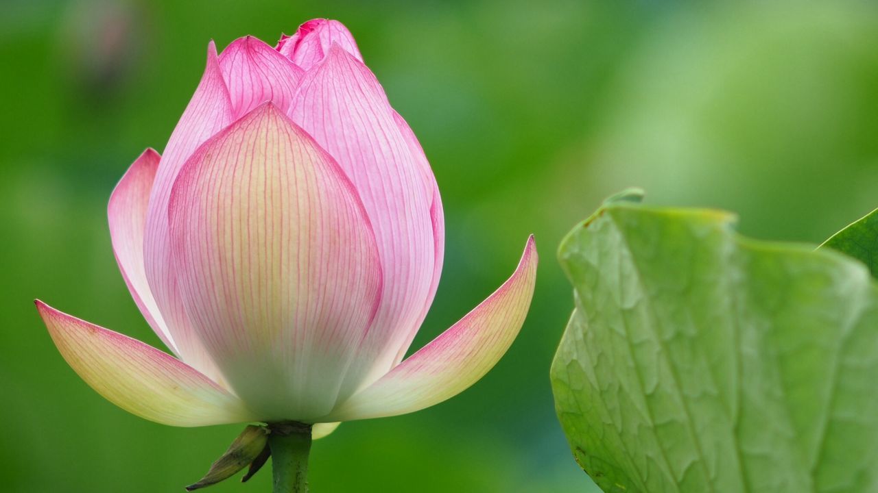 flower, petal, freshness, fragility, flower head, growth, close-up, beauty in nature, focus on foreground, pink color, leaf, nature, plant, single flower, blooming, stem, bud, in bloom, day, outdoors