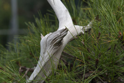 grass