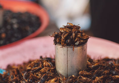 Close-up of insects in container for sale