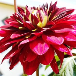 Close-up of red flower blooming outdoors