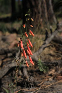 High angle view of red plant on land