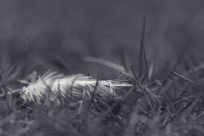 Close-up of plant against blurred background