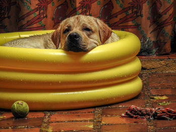 Labrador retriever relaxing in yellow inflatable swimming pool