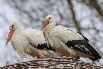 Low angle view of birds perching