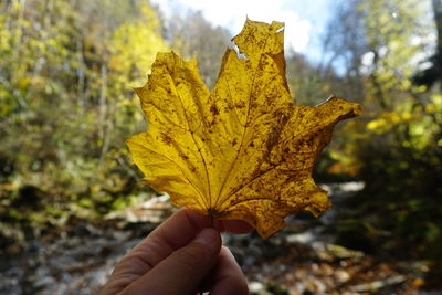 Cropped image of person holding yellow maple leaf