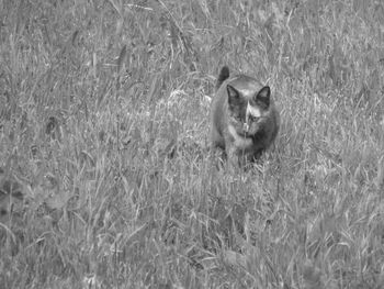 Animal grazing on grassy field