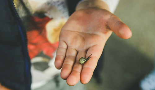 Cropped image of man holding snail